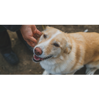 GOOD OLD DOG–LIVING WITH A SENIOR DOG