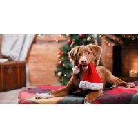 Keep Your Dog Safe and Holiday Happy!