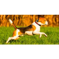 Occasional Canine Stiffness? Be Proactive!