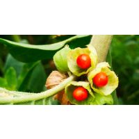 Ashwagandha: The Amazing Adaptogen