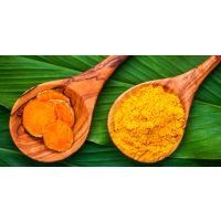 The Inside Scoop on Curcumin for Equine Athletes