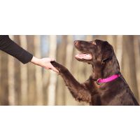 The Importance of Good Fats for Your Dog
