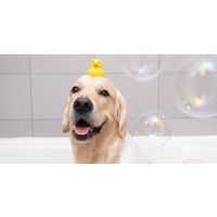 3 Quick Tips for Healthy Dog Skincare