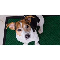 Canine Bladder Detective–Choose Wisely!
