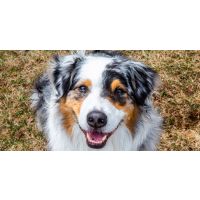 Giving Thought to Your Dog’s Cellular Health