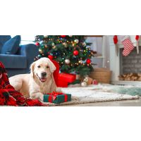 Pet Parent Alert!