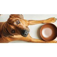 Think About Your Dog’s Brain