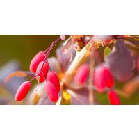 The Big News About Berberine