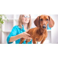 Pet Wellness Good Practices