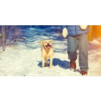 The 10 Point New Year Plan to Keep Your Pup Healthy