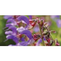 Keep Your Heart Strong with Red Sage Plus*