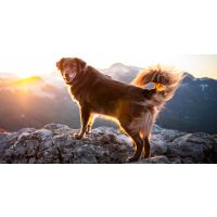 The Secret to Healthy Canine Aging