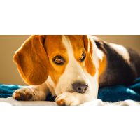 Is Your Dog Stressed?