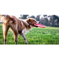 3 Mistakes NOT to Make at the Dog Park