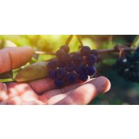 Image: Picking berries