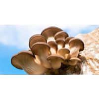 Mushrooms—Strengthen Your Immune System with PleuraMax™*