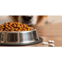 Does Your Pet Need Supplements?
