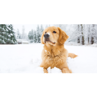 No Paw, No Dog