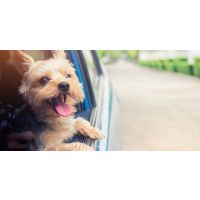 Dog image