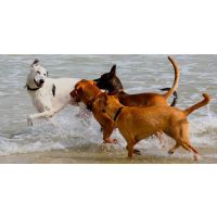 The Right Way to Support Canine Joint Health