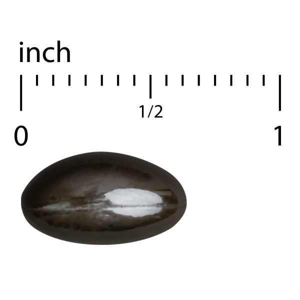 Capsule Image